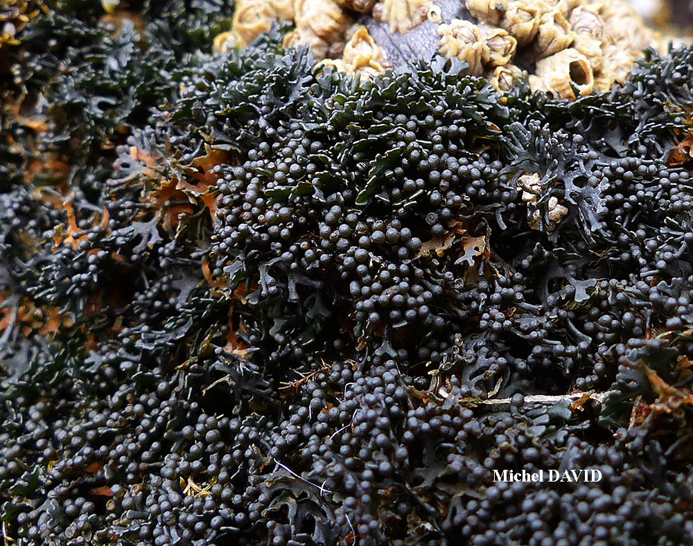 Представитель Класса Lichinomycetes
